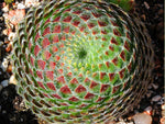 Sempervivum ciliosum var. borisii