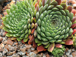 Sempervivum erythraeum