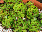 Sempervivum tectorum