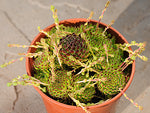 Sempervivum ciliosum subsp. octopodes