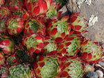 Sempervivum x fimbriatum 'Joy of Life'