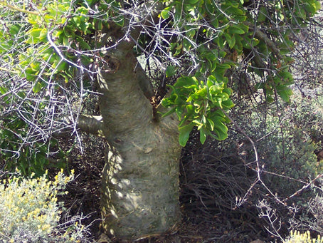 Tylecodon paniculatus